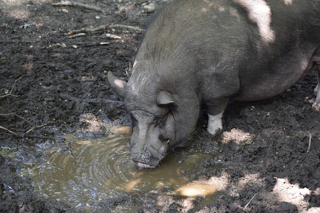 教练的选择 教练的选择
